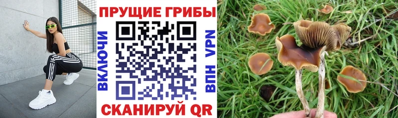 Псилоцибиновые грибы Psilocybine cubensis  Семилуки 